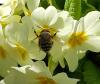 Anthophora sp.